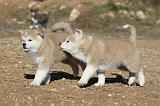AKITA INU 028